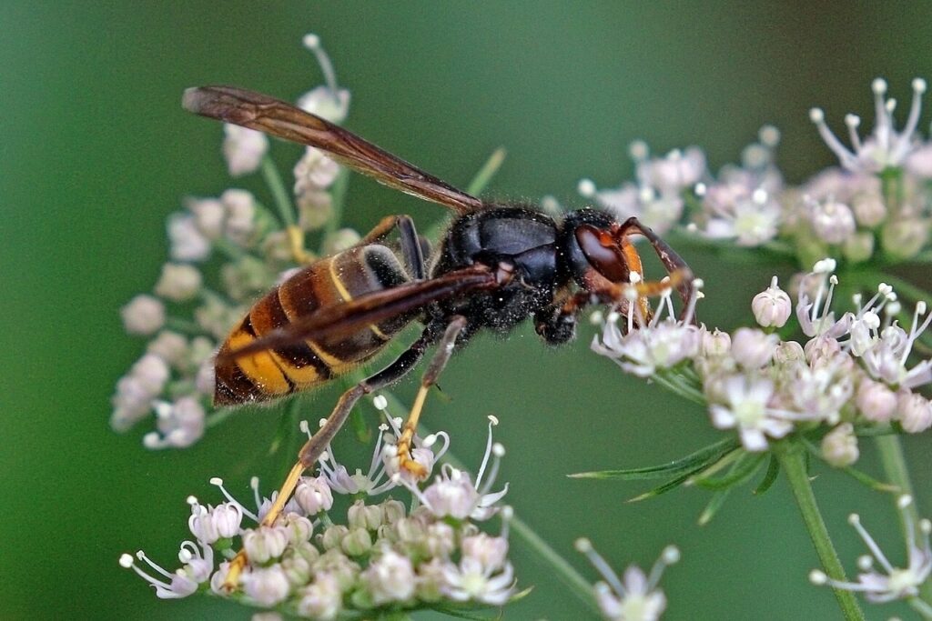 Asiatische Hornisse auf einer Blüte: fast schwarzer Brustabschnitt, dunkler Hinterleib mit orangem Band und deutlich gelbe Beinenden