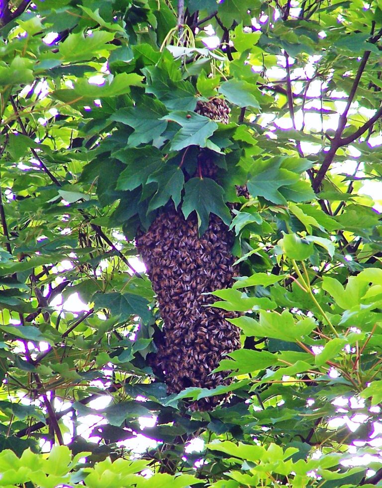 Bienenschwarm als hängende Traube an einem Ahornast
