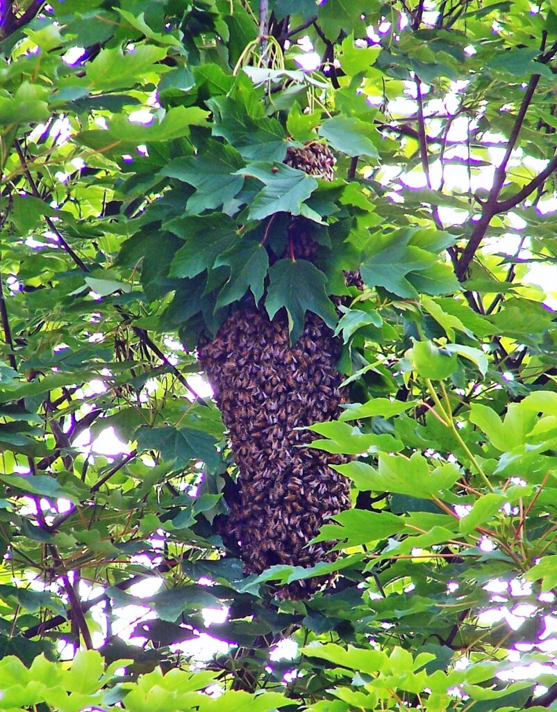 Bienenschwarm als hängende Traube an einem Ahornast