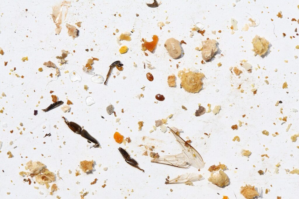 Gemüll auf der Bodeneinlage mit gefallenen Varroamilben