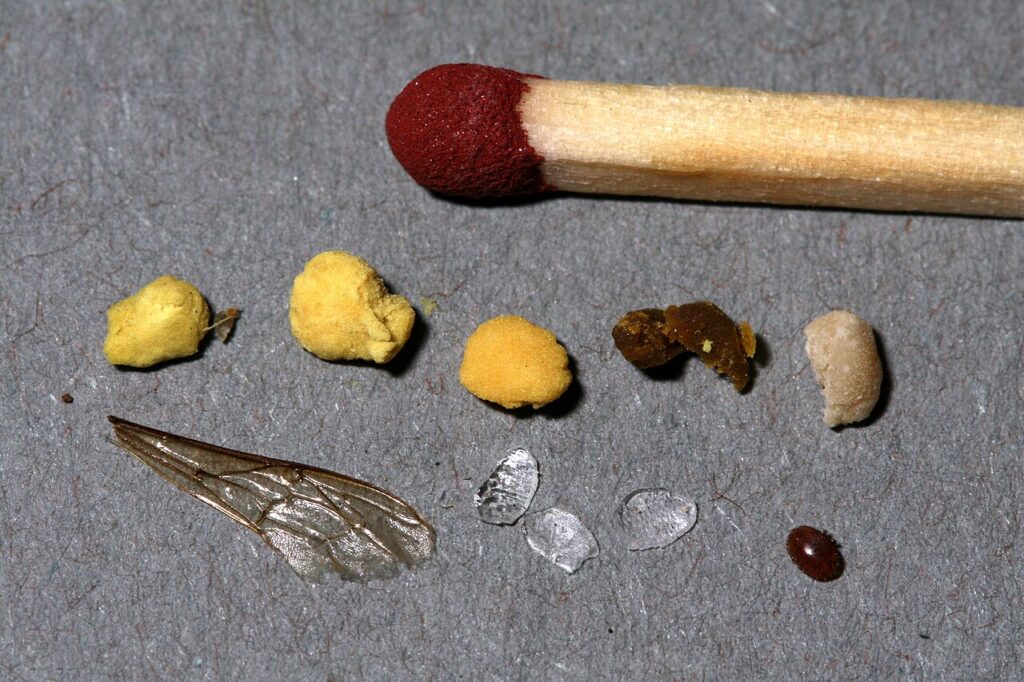 Bestandteile des Gemülls neben einem Streichholzkopf: Pollen, Wachs, Varroamilbe