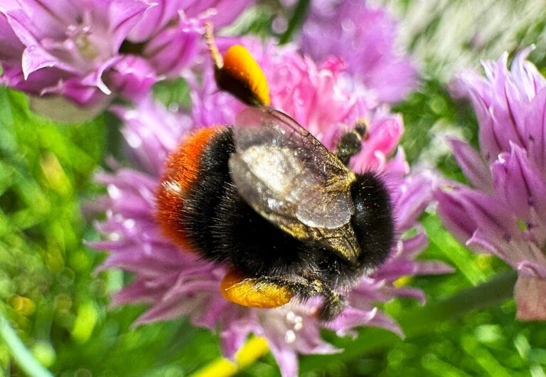 Steinhummel auf einer Schnittlauchblüte