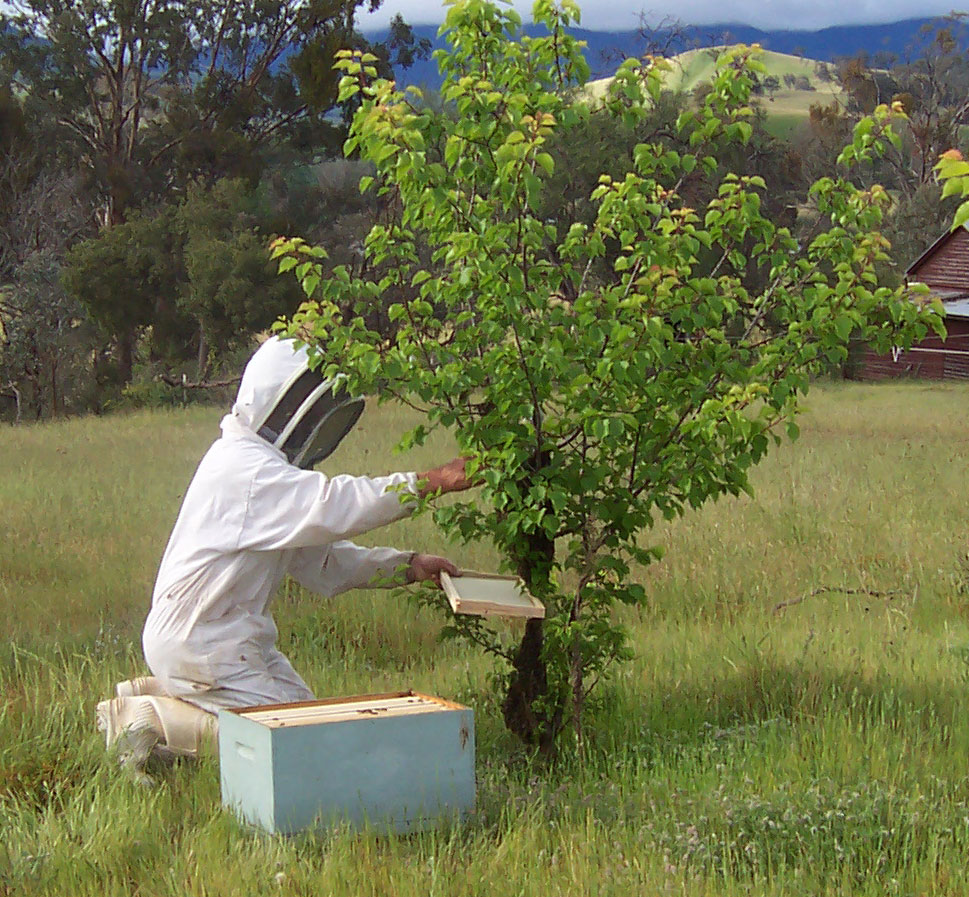 Imker holt einen Bienenschwarm von einem Baum