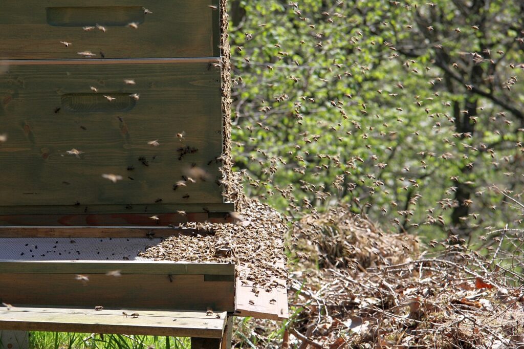 Bienen fliegen am Flugloch einer Beute ein und aus