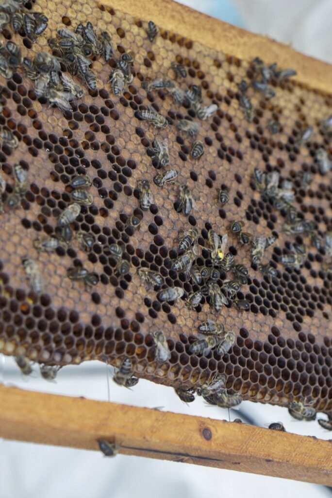 Bienenkönigin mit gelbem Farbpunkt auf einer Wabe