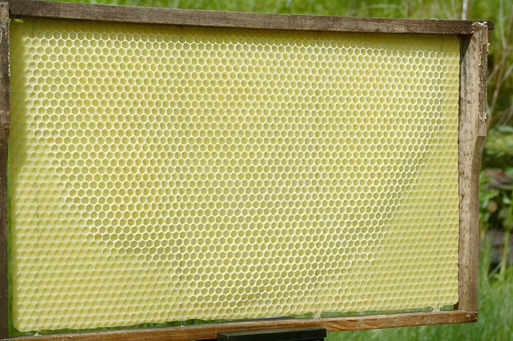Von den Bienen ausgebaute Wabe auf Basis einer Mittelwand