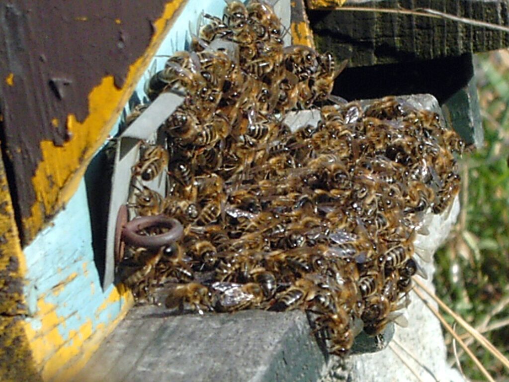 Dichter Bienenbart am Flugloch einer Beute