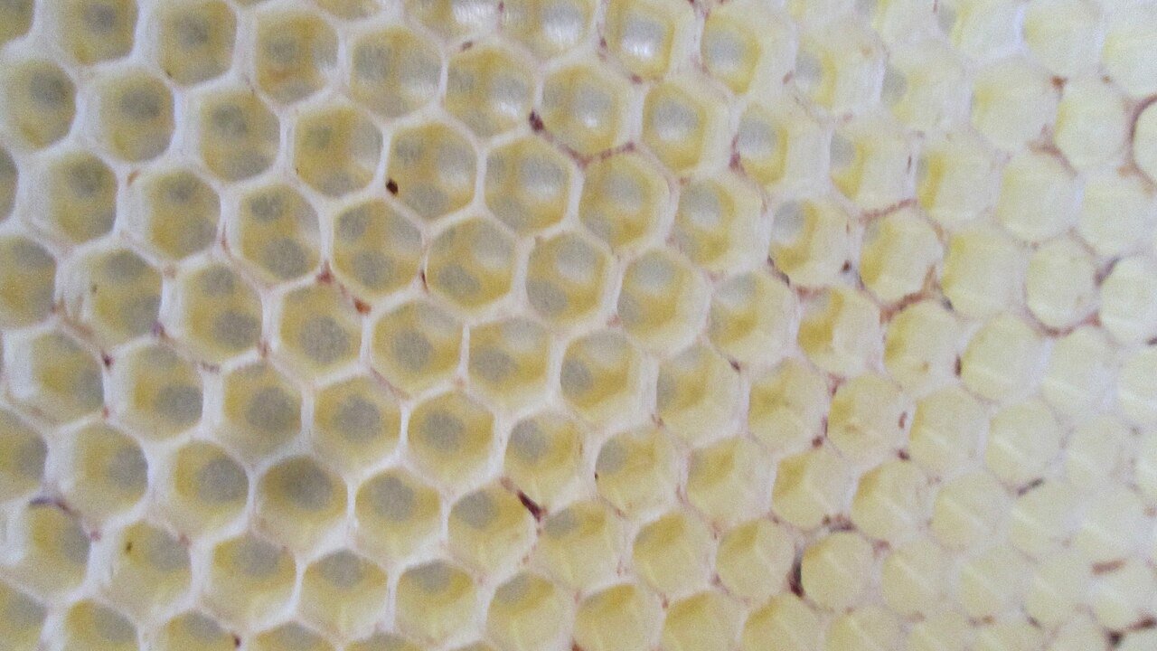 Frisch ausgebaute, helle Wabe
